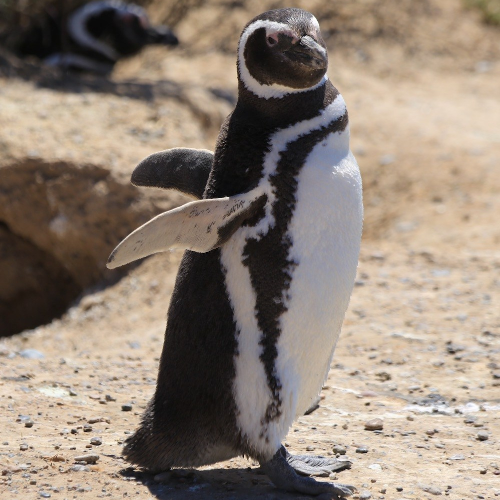 cropped-pinguin-wordpress-icon